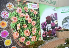 Portulaca Kokorita en Pot Prince series waren groots gepresenteerd de ‘stand’ van Padana.